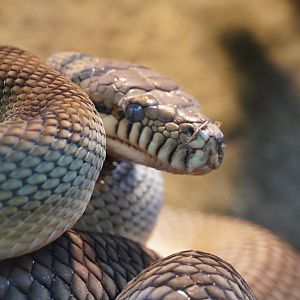 Amethystine Python