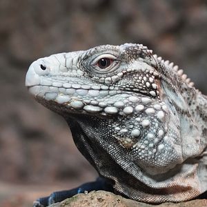 Lewisi Hybrid Iguanna