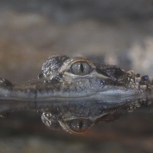 Juvenile American Alligator