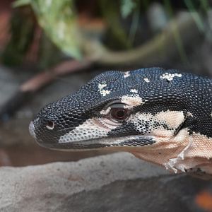 Lace Monitor, “BeetleJuice”
