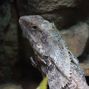 Frilled Dragon