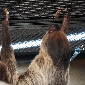 Linnaeus Two Toed Sloth, “Drogo”
