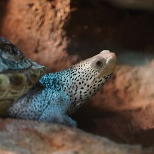 Diamondback Terrapin, “Josh”