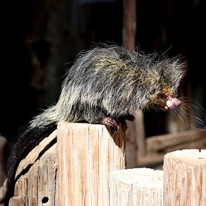 Black-tailed Hairy Dwarf Porcupine (Coendou melanurus)