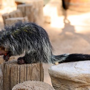 Black-Tailed Hairy Dwarf Porcupine (Coendou melanurus)