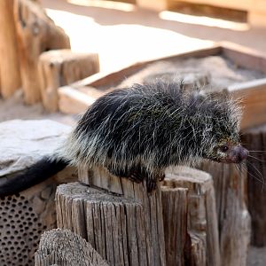 Black-Tailed Hairy Dwarf Porcupine (Coendou melanurus)