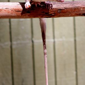 Derby's Woolly Opossum (Caluromys derbianus)