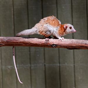 Derby's Woolly Opossum (Caluromys derbianus)