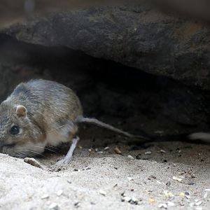 banner-tailed kangaroo rat (Dipodomys spectabilis)