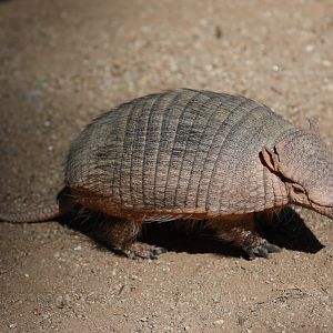 large hairy armadillo (Chaetophractus villosus)