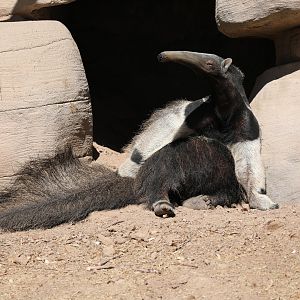 giant anteater (Myrmecophaga tridactyla)