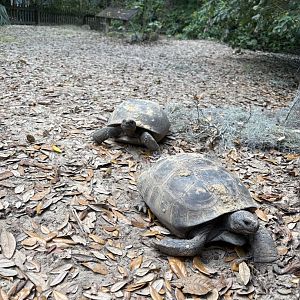 Gopher Tortoise enclosure