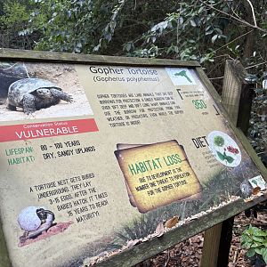 Gopher Tortoise sign