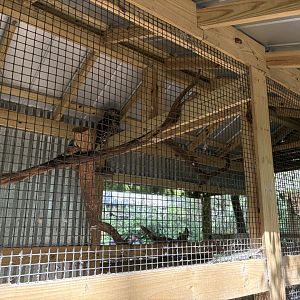 Barred Owl enclosure