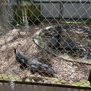 Large American Alligator enclosure