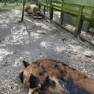 Pig Enclosure