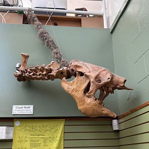 Eremotherium skull cast