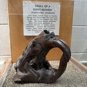 Castoroides skull cast