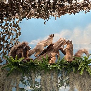 Southern Fox Squirrel taxidermy mount