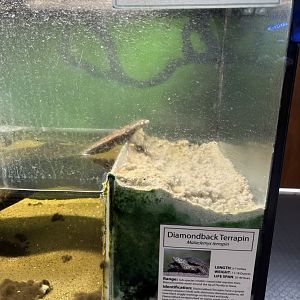 Sign - Diamondback Terrapin - no one home