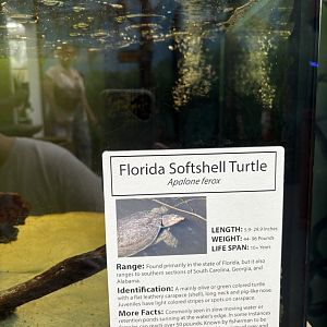 Sign - Florida Softshell Turtle