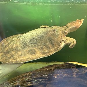 Florida Softshell Turtle