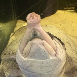 Florida Softshell Turtle