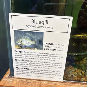Sign - Bluegill