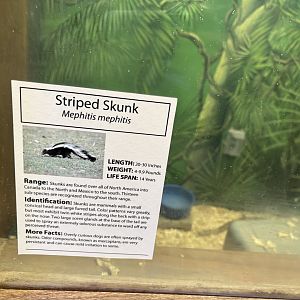 Sign - Striped Skunk