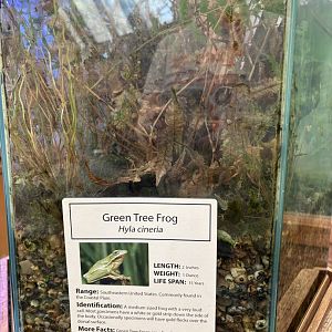 Sign - Green Tree Frog