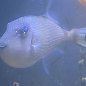 Blue-throated Triggerfish