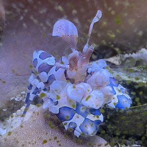 Harlequin Shrimp