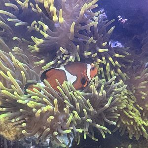 Soft Coral and Percula? Clownfish
