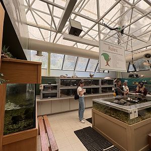 Side room - turtles and snakes