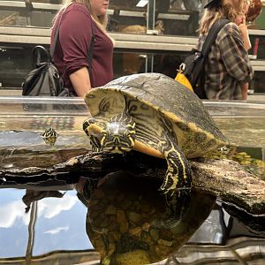 Yellow Bellied Slider