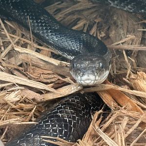 Eastern Rat Snake