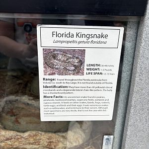 Sign - Florida Kingsnake