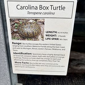 Sign - Carolina Box Turtle