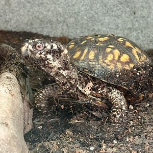 Carolina Box Turtle