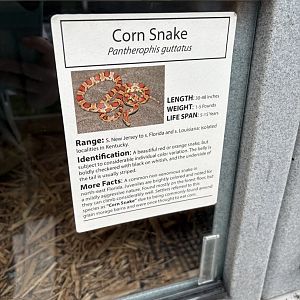Sign - Corn Snake