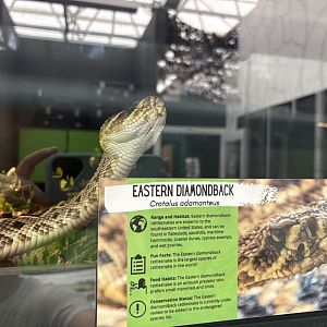 Sign (and snake) - Eastern Diamondback