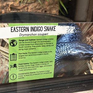 Sign - Eastern Indigo Snake