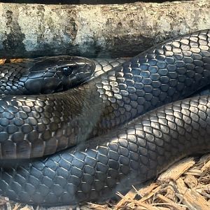 Eastern Indigo Snake