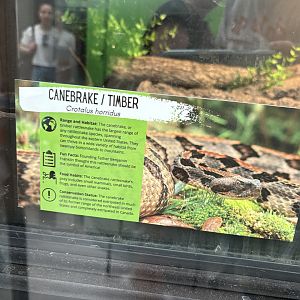 Sign - Timber Rattlesnake