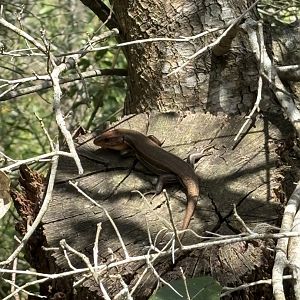 Wild Broad-headed Skink
