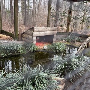 Senegal Thick-knee exhibit