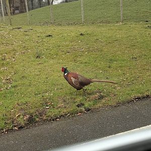 Pheasant