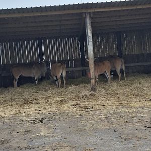 Common Eland