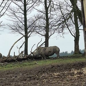 Southern White Rhinoceros
