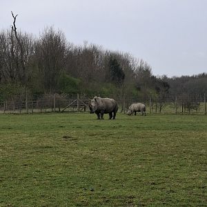 Southern White Rhinoceros